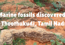 12,000-Year-Old Marine Fossils Discovered in Panaiyur, Tamil Nadu |தமிழ்நாட்டில் கடல்சார் புதைபடிவங்கள் கண்டெடுப்பு