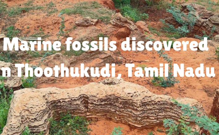 Marine fossils discovered in Thoothukudi, Tamil Nadu
